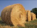 A row of hay bales arranged in a field during a sunny day.