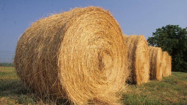 A row of hay bales arranged in a field during a sunny day.