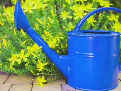 Blue watering can