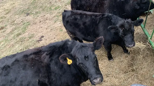 Heifers