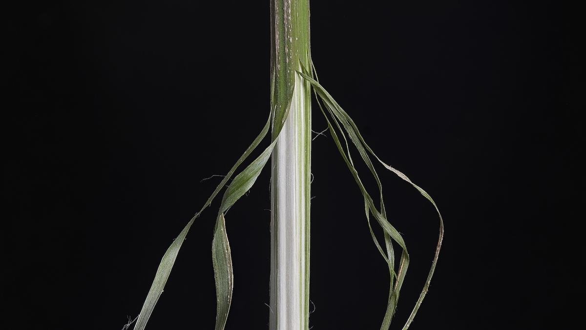 A stem of a hemp plant with the outer bast peeled back to expose the hurd inside.