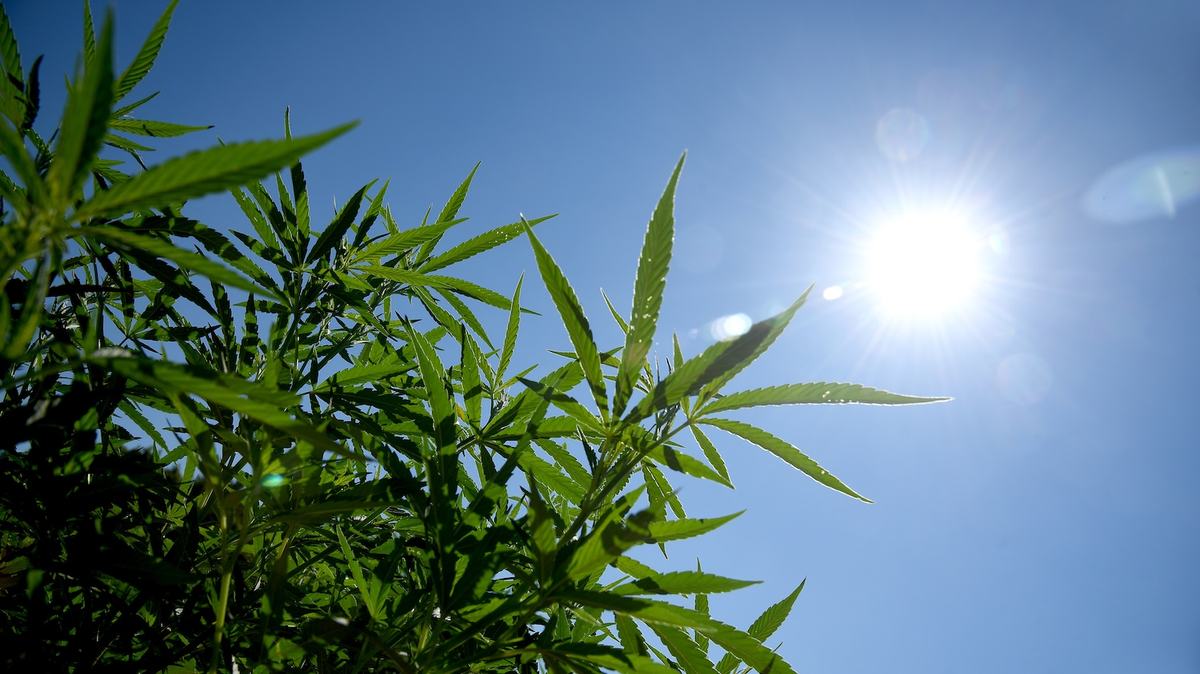 Hemp plants growing in a field with the blue sky and bright sun in the background.
