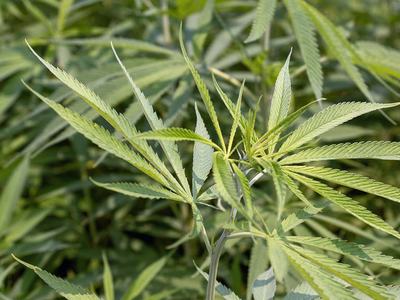 A closeup of hemp leaves in a field