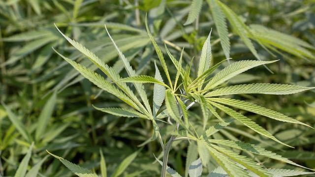 A closeup of hemp leaves in a field