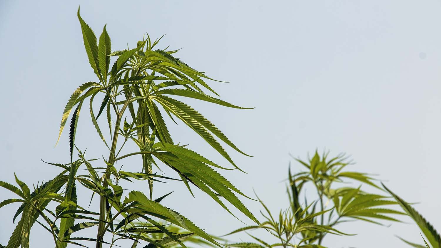 Hemp plants silhouetted against a blue sky