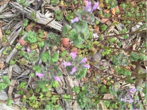 Picture of henbit in landscape