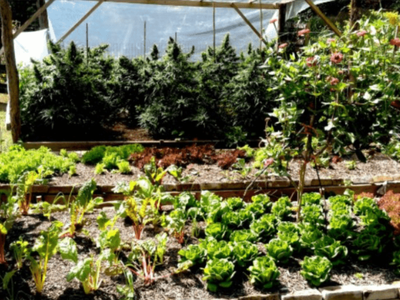 variety of vegetables and herbs depicting example of regenerative farming