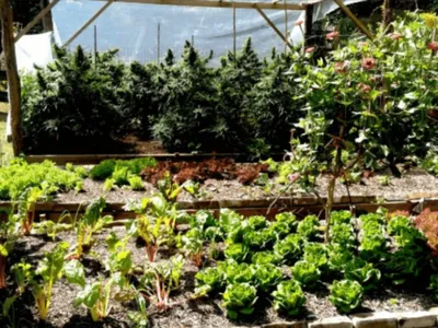 variety of vegetables and herbs depicting example of regenerative farming