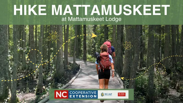 two people hiking on boardwalk in woods