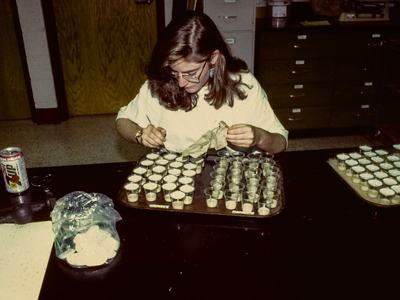 Person putting larvae on synthetic diet