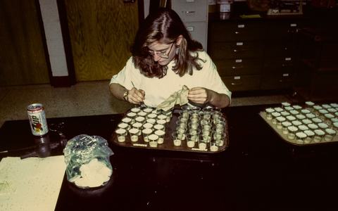 Person putting larvae on synthetic diet in cups in lab