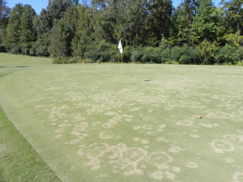 White rings and patches on a bermudagrass putting green due to a fungal disease known as mini ring.