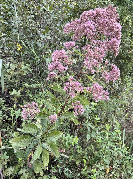 Hollow stem Joe-pye-weed in full bloom