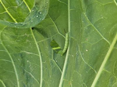hornworm eating a tobacco leaf