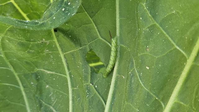 hornworm eating a tobacco leaf