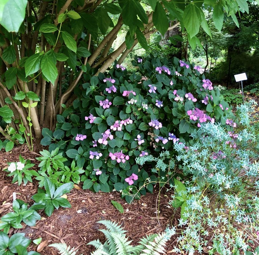 hydrangea serrata shrub