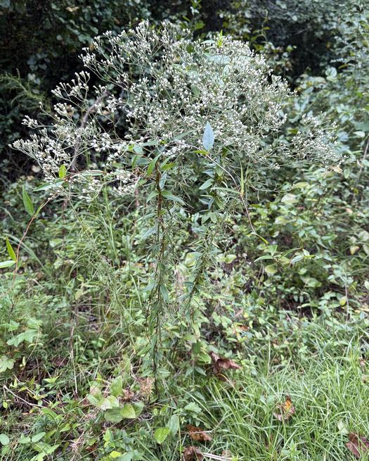 Hyssopleaf Boneset