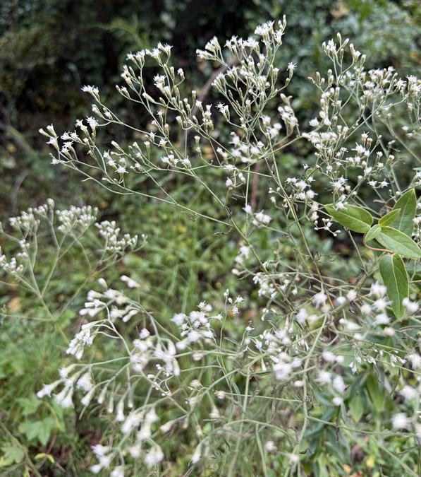 Hyssopleaf Boneset