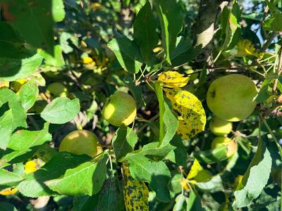 Image of Glomerella leaf spot and fruit rot in an apple tree