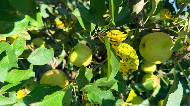 Image of Glomerella leaf spot and fruit rot in an apple tree