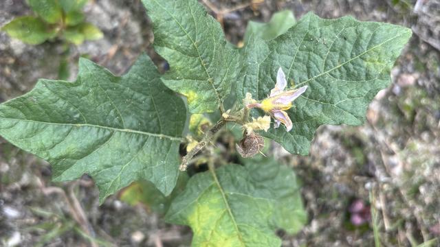 Horsenettle in Corn Field