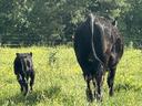 May Heifer