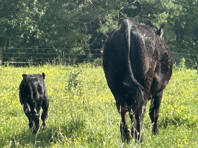 May Heifer