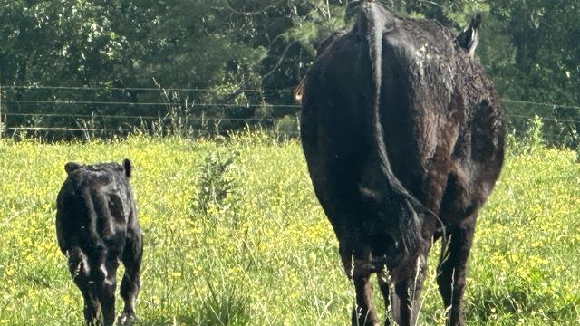 May Heifer