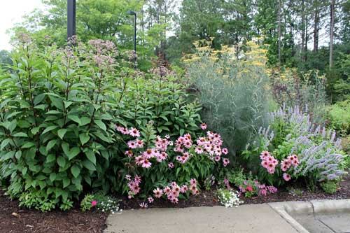 pollinator garden