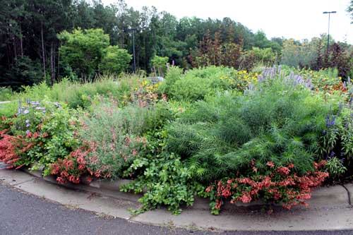 pollinator garden