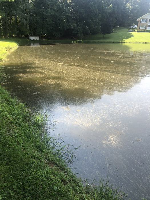 Pond with algal growth on the surface of the water.