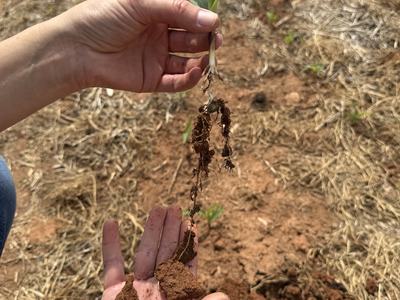 two week old corn seeding with roots over 6" long accessing soil moisure