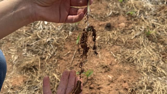 two week old corn seeding with roots over 6" long accessing soil moisure