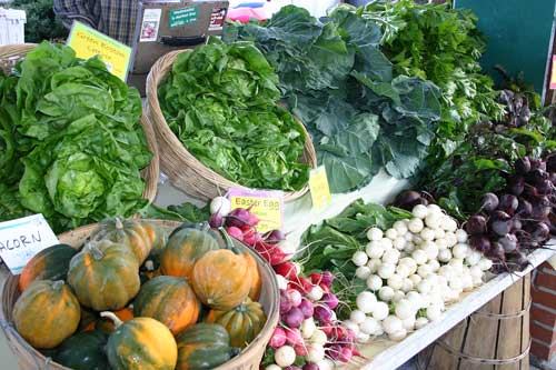 Mycelial plaque on roots