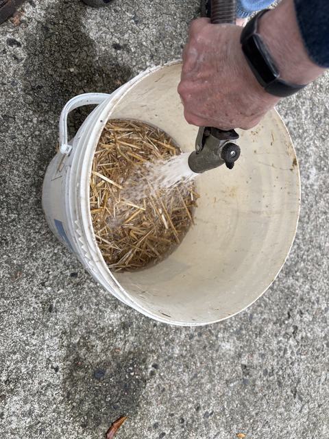 Adding water to mosquito dunk bucket
