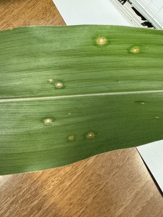Holcus spot symptoms showing tan spots with yellow halos and water soaked margins