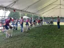 Youth showing goats in the show ring with the judge standing beside them.