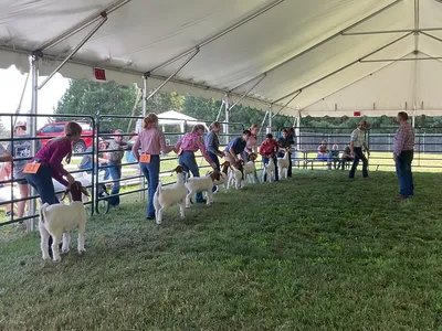 Youth showing goats in the show ring with the judge standing beside them.