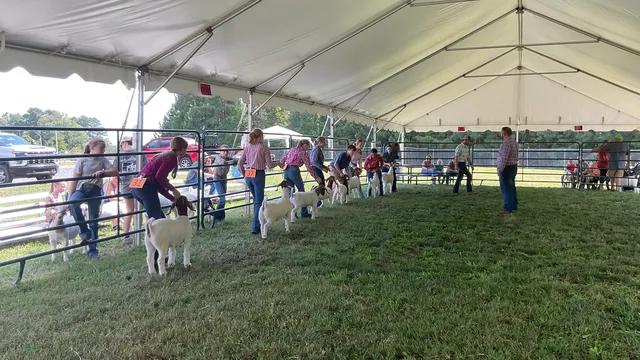 Youth showing goats in the show ring with the judge standing beside them.