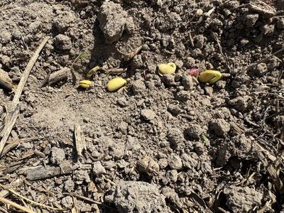 soybean seeds sprouting in soil that is very dry