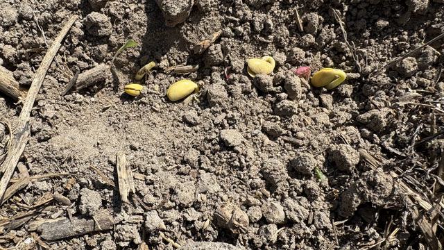 soybean seeds sprouting in soil that is very dry