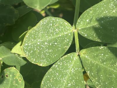 Fungicide deposition