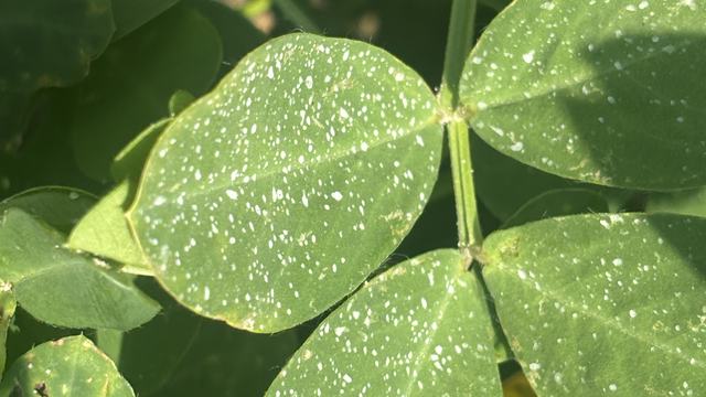 Fungicide deposition