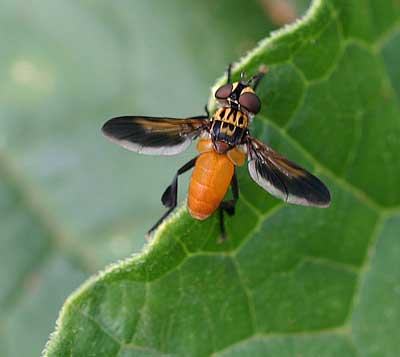 tachinid fly on tomato