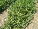 Tomato Spotted Wilt