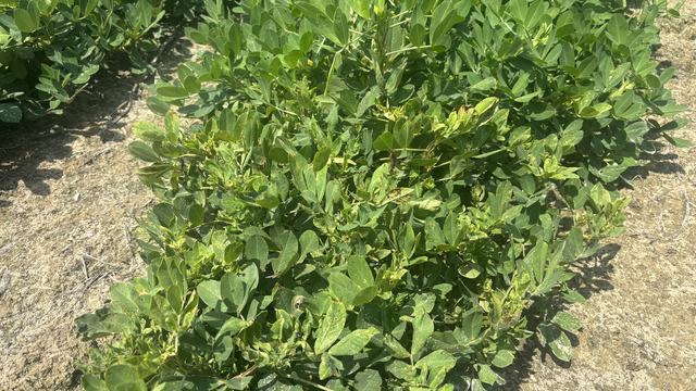 Tomato Spotted Wilt