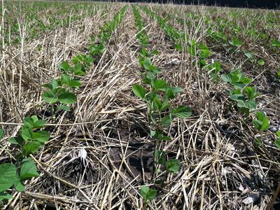Young soybean plants planted into field with rye cover crop residue