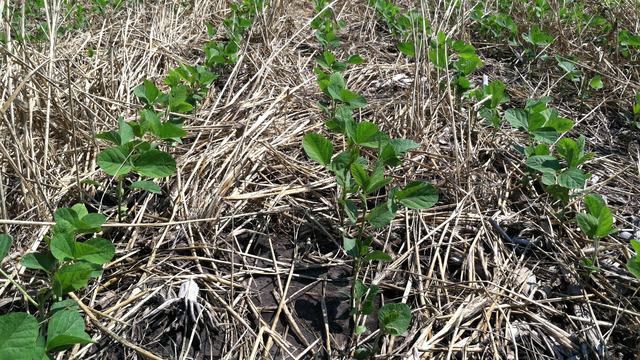 Young soybean plants planted into field with rye cover crop residue