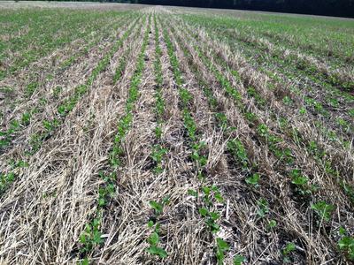 soybean seedlings in cover crop residue