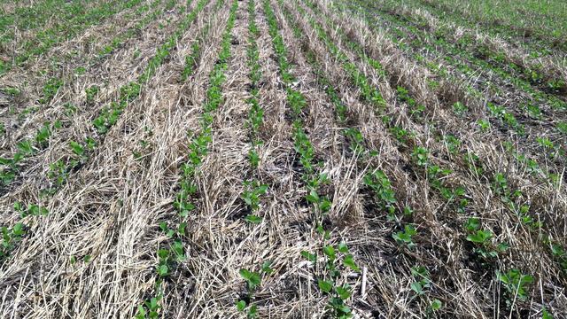 soybean seedlings in cover crop residue